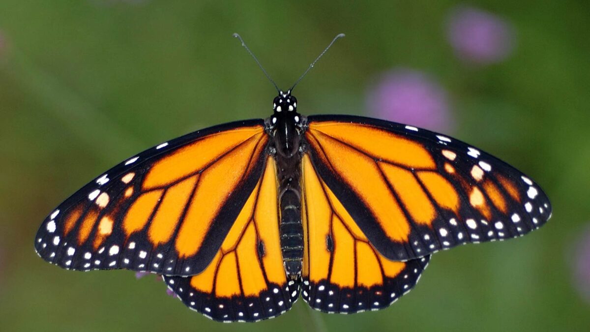 monarch butterfly