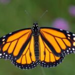 monarch butterfly