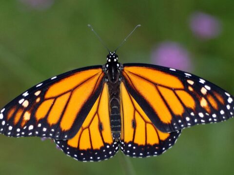 monarch butterfly